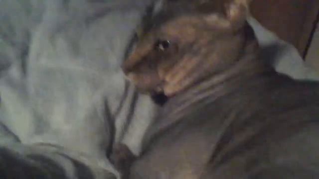 Мой милый котик сфинкс смотреть онлайн