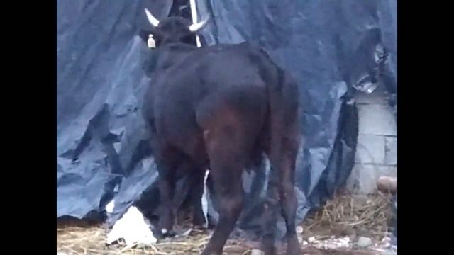 HORSES, DONKEYS funny animals // подборка смешных сюжетов с животными // лошади, ослы, мулы, коровы смотреть онлайн