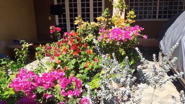 Bougainvilleas bloom / Primaveras em vasos смотреть онлайн