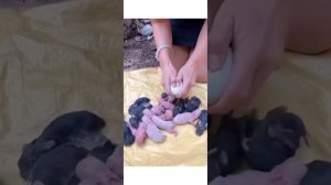 Как рождаются кролики.