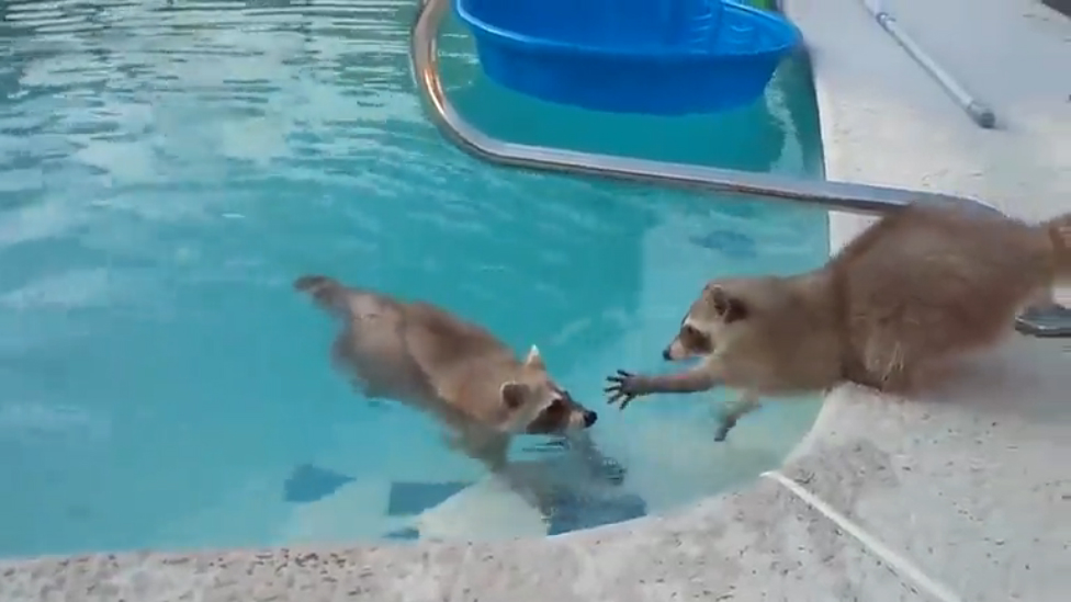 Еноты творят милоту и распространяют добро смотреть онлайн