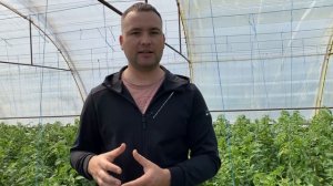 ТОП 5 фунгицидов против серой гнили