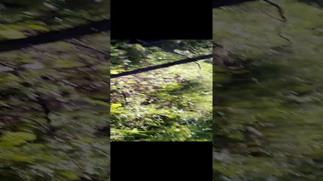 Немного о козлятнике смотреть онлайн