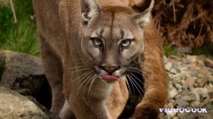 хищники из семейства кошачих. ВИДЕОУРОК ОТ MEGA PleyZ.