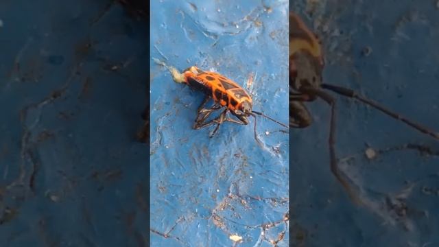 Жук пожарник вблизи ? #shorts смотреть онлайн
