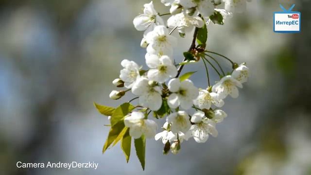 Цветут вишнёвые сады. 4k. Весна. Природа. Релакс / Cherry. 4k. Spring. Nature. Relax смотреть онлайн