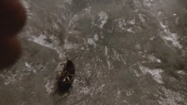 Последний из выживших