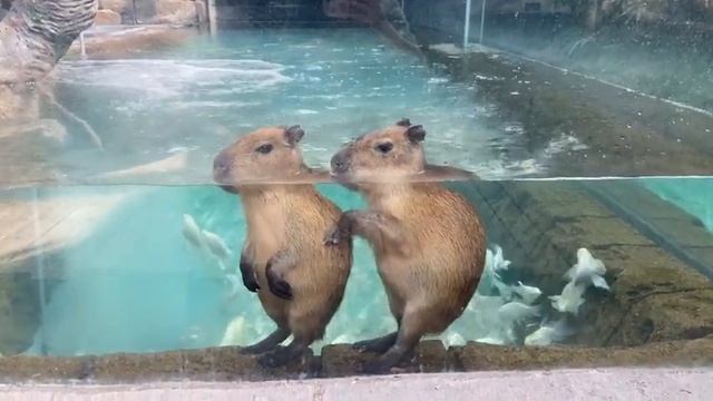 Просто погружайтесь в воду каждый день смотреть онлайн