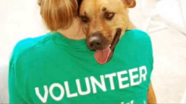 Щенок силой защищает свою скованную цепями мать! ?? смотреть онлайн