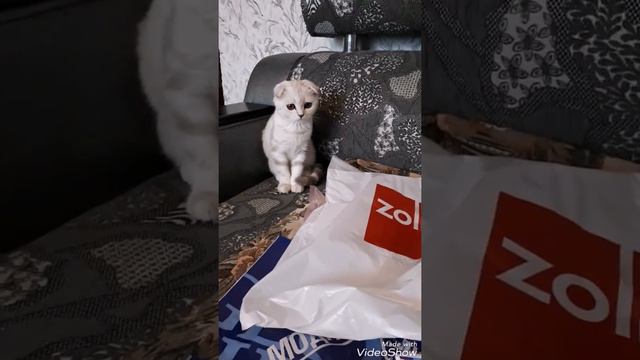 Новый парк.Покупки в zolo и др. смотреть онлайн