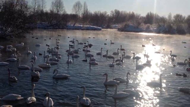 Лебеди плавают смотреть онлайн