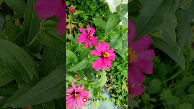 Beautiful flower garden।। смотреть онлайн