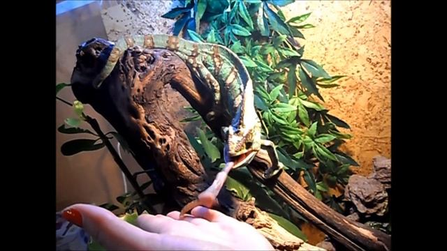 Домашний любимец - ЙЕМЕНСКИЙ ХАМЕЛЕОН Кузя смотреть онлайн