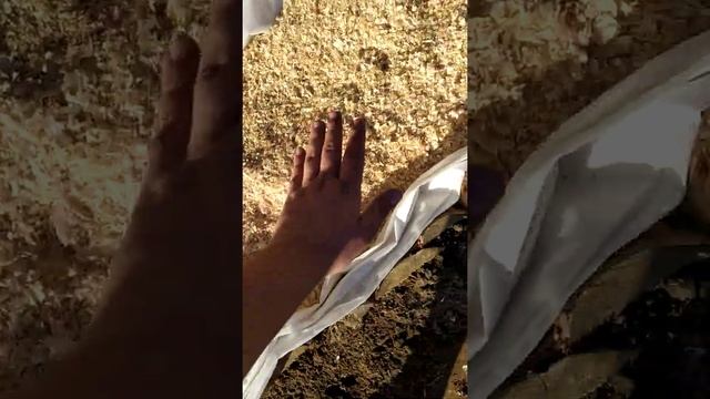 Укрытие винограда на зиму (Иркутск)