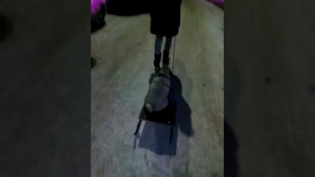 Просто мопс на санках,ничего личного... смотреть онлайн