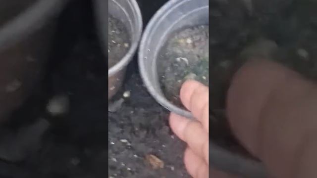 Стрелиция с семян. Обещанное видео. смотреть онлайн