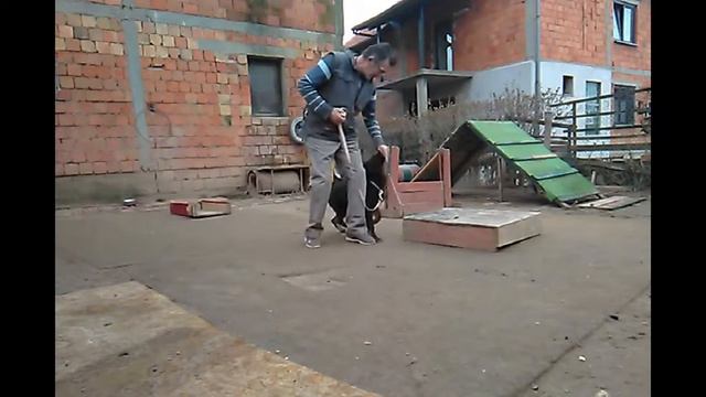 VITO od Lalkovica ostenjen 15.08. 2021 bikolor nemacki ovcar смотреть онлайн