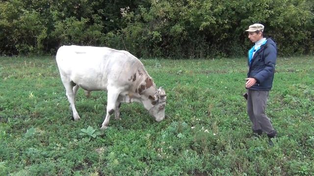 содержание быков в нашем хозяйстве, привязь для больших быков смотреть онлайн