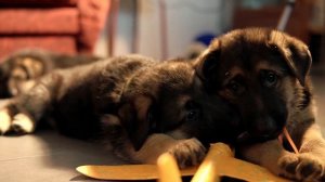 Щенки Немецкой Овчарки 1,5 месяца