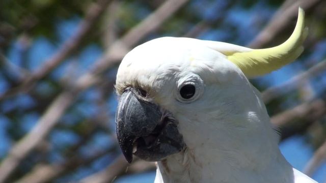 Sulphur Crested Cockatoo filmed with Sony HDR-SR12E смотреть онлайн