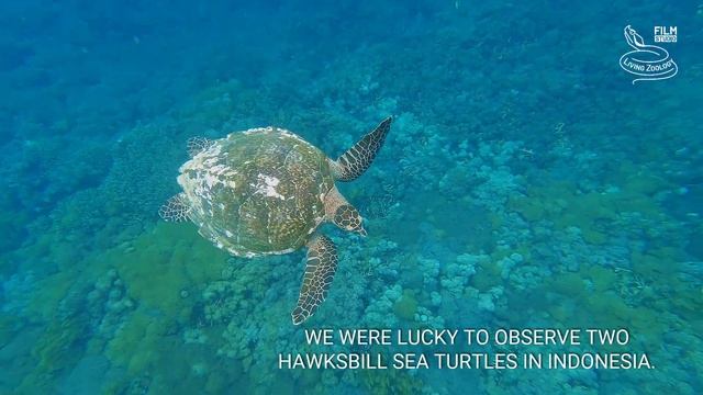 Magnificent sea turtles underwater and from a drone! Green sea turtle and Hawksbill sea turtle смотреть онлайн