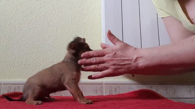 Russkiy Toy Cherny Brilliant Ficus-Micus смотреть онлайн