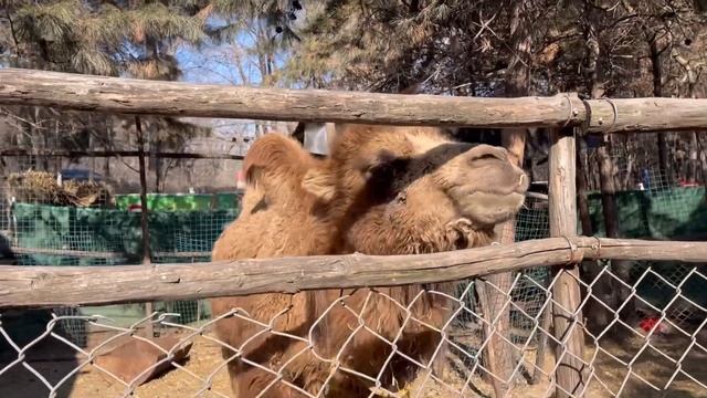 Поездка в Ледяной город в Китае/ Ляонин/ Ice Trip In China/ Liaoning