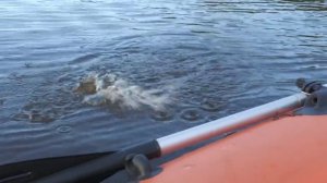 Рыбалка в кувшинках на блесну.mp4