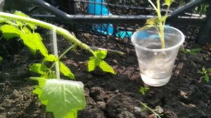 Черенкование томатов в воде. Быстрый способ размножения помидор черенками.