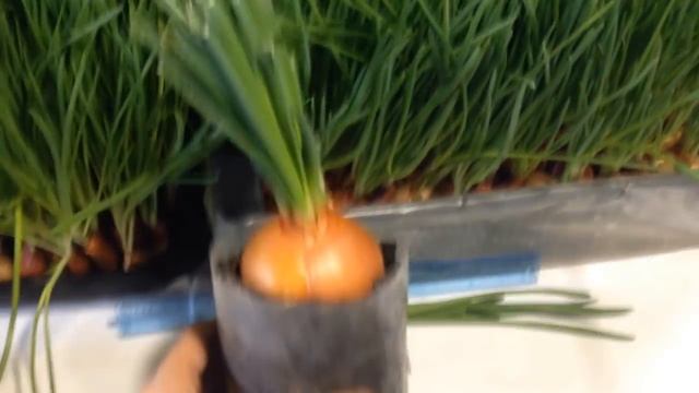 Лук на перо за 15 дней. (Самый лучший способ выращивания лука на перо) смотреть онлайн