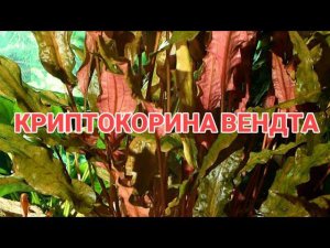 КРИПТОКОРИНА ВЕНДТА. СОДЕРЖАНИЕ В АКВАРИУМЕ