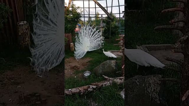 Красавиц белый павлин распускает хвост смотреть онлайн