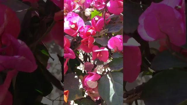 Chitra-Bougainvillea Multi Color смотреть онлайн