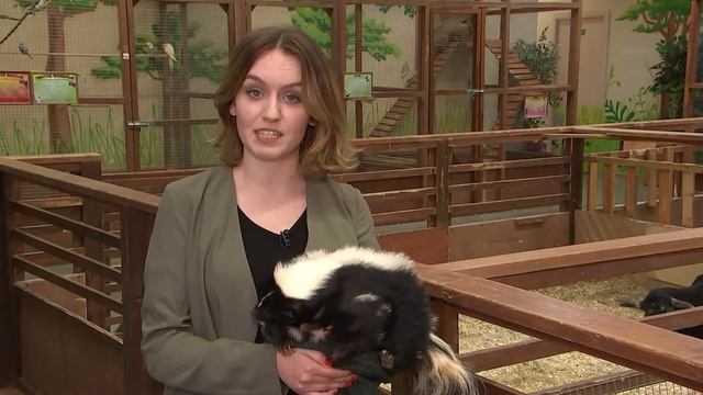 Скунс... смотреть онлайн