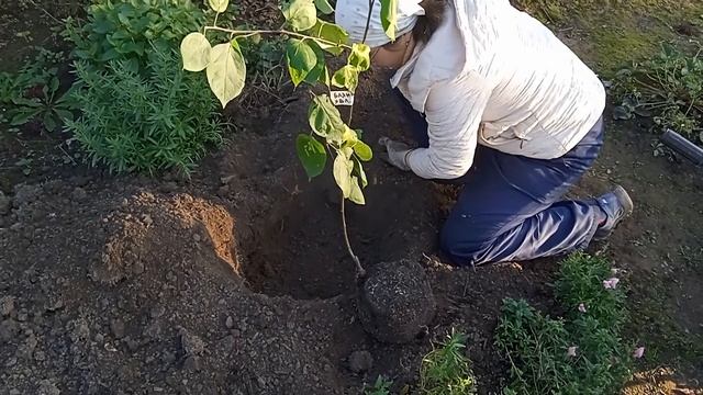Посадка яблони./ Полукультурка "баяна". смотреть онлайн
