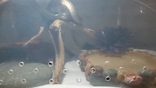 Королевский питон Пикачу , присоединился к Skvirtal Reptile))) смотреть онлайн