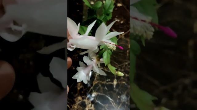 Декабрист ( Шлюмбергера) Белая красавица смотреть онлайн