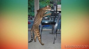 Саванна - гибрид Сервала и домашней кошки, Ориентала, Бенгала или Мау.