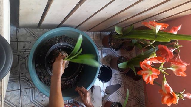 Minha Amarilis não floresceu, só deu folhas, o que eu faço? + substrato para nutrir o bulbo. смотреть онлайн
