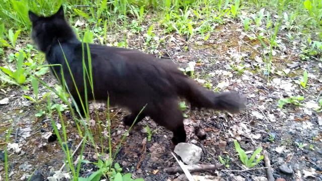 Кошка в ошейнике смотреть онлайн