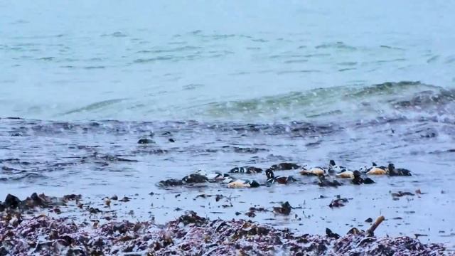 Зимующие гусеобразные (Anseriformes) в заповеднике "Командорский", бухта "Старая Гавань". смотреть онлайн