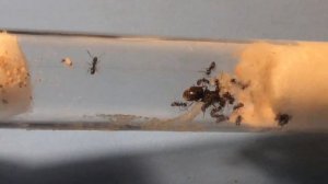 Муравьи Lasius niger. Моё первое видео 4 года назад.  #Ant. Colony of ants in a test tube.