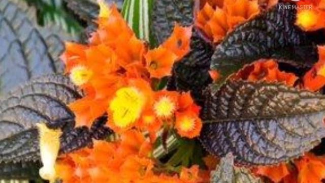 Episcia (Flame Violet) Varieties / Colours @InfoWealthGreenGarden Whatsapp @ 7598193021