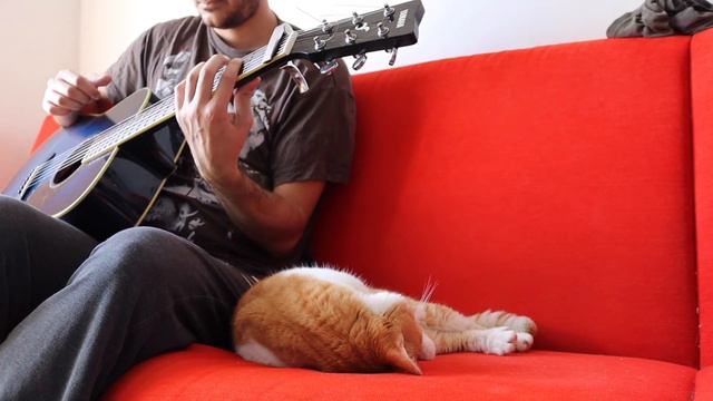 Sam Smith-Writing's on the wall(Fingerstyle cover feat.my cat) смотреть онлайн