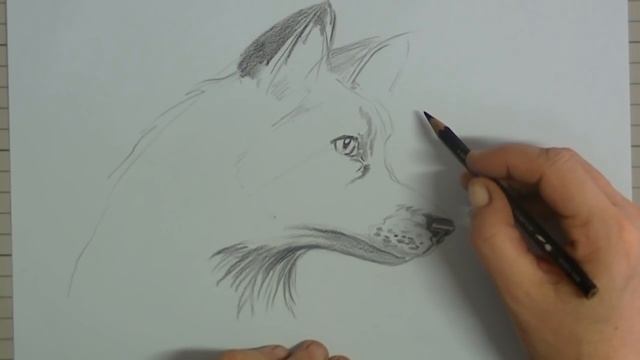 Easy FOX for beginners graphite pencil drawing смотреть онлайн