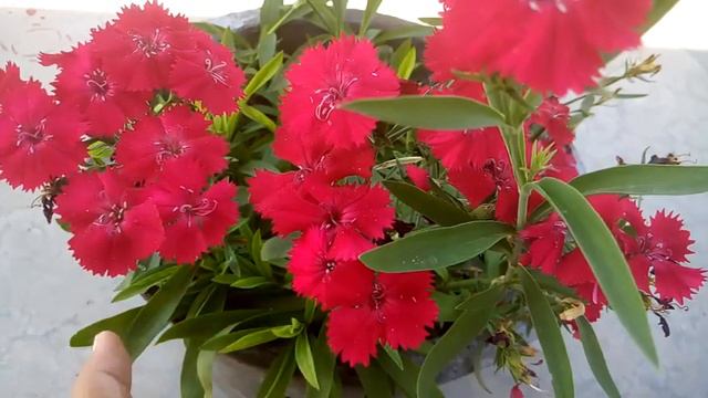 838 - Dianthus Par Puri Jaankari - Saal Bhar Khilne Wale Perennial Dianthus Indian Pink/Chinese Pin