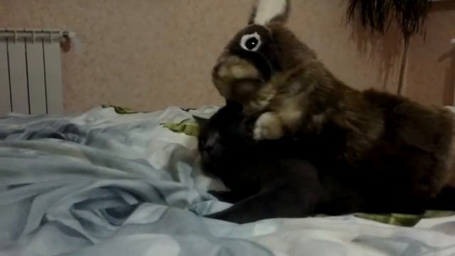 Кролик и кот смотреть онлайн