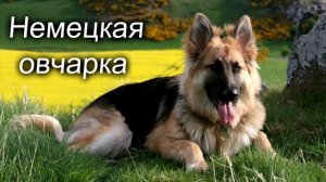 10 САМЫХ СИЛЬНЫХ СОБАК В МИРЕ ВОЛКОДАВЫ.