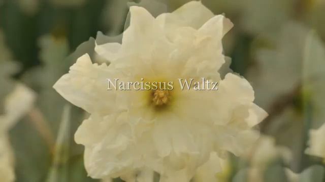 Narcissus Waltz смотреть онлайн
