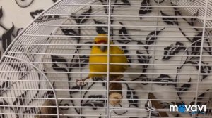 Как разговаривает какарик Солнышко